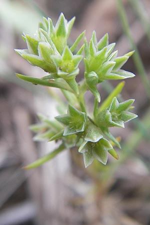 Scleranthus annuus \ Einjhriges Knuelkraut / Annual Knawel, F Bitche 24.7.2010