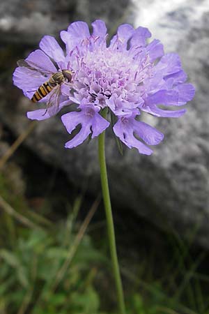 Scabiosa columbaria \ Tauben-Skabiose / Small Scabious, F Pyrenäen/Pyrenees, Col de Pourtalet 25.8.2011