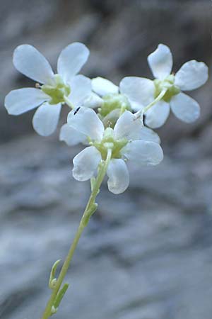 Saxifraga cotyledon \ Strau-Steinbrech / Pyramidal Saxifrage, F Gorges du Bachelard 9.7.2016