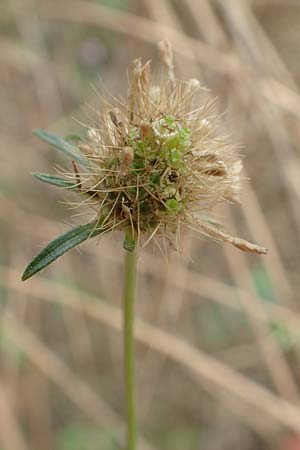 Scabiosa atropurpurea \ Samt-Skabiose / Sweet Scabious, F Pyrenäen/Pyrenees, Ille-sur-Tet 22.7.2018