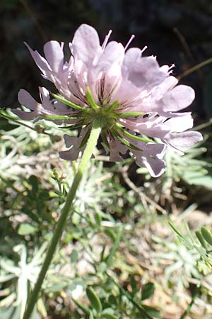 Scabiosa columbaria \ Tauben-Skabiose / Small Scabious, F Pyrenäen/Pyrenees, Gorges de Galamus 23.7.2018