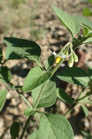 Solanum chenopodioides \ Gnsefublttriger Nachtschatten, Zierlicher Nachtschatten / Whitetip Nightshade, Goosefoot Nightshade, F Pyrenäen/Pyrenees, Ansignan 23.7.2018