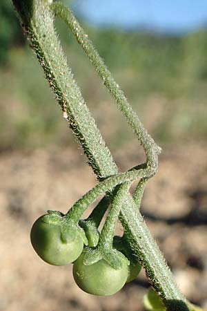 Solanum chenopodioides \ Gnsefublttriger Nachtschatten, Zierlicher Nachtschatten / Whitetip Nightshade, Goosefoot Nightshade, F Pyrenäen/Pyrenees, Ansignan 23.7.2018