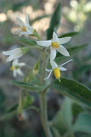 Solanum chenopodioides \ Gnsefublttriger Nachtschatten, Zierlicher Nachtschatten / Whitetip Nightshade, Goosefoot Nightshade, F Pyrenäen/Pyrenees, Ansignan 23.7.2018