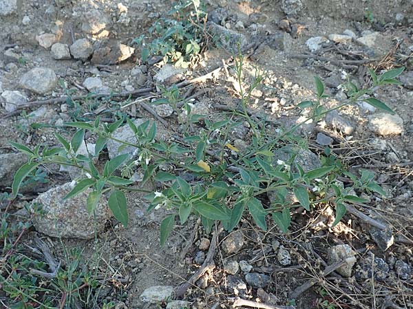Solanum chenopodioides \ Gnsefublttriger Nachtschatten, Zierlicher Nachtschatten / Whitetip Nightshade, Goosefoot Nightshade, F Pyrenäen/Pyrenees, Ansignan 23.7.2018