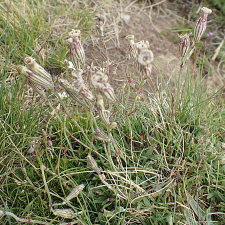 Silene ciliata \ Bewimperte Lichtnelke / Ciliate Campion, F Pyren&auml;en/Pyrenees, Mont Llaret 31.7.2018