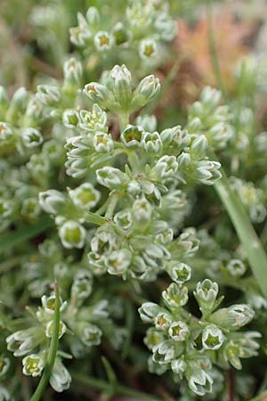 Scleranthus perennis \ Ausdauerndes Knuelkraut / Perennial Knawel, F Pyrenäen/Pyrenees, Mont Llaret 31.7.2018