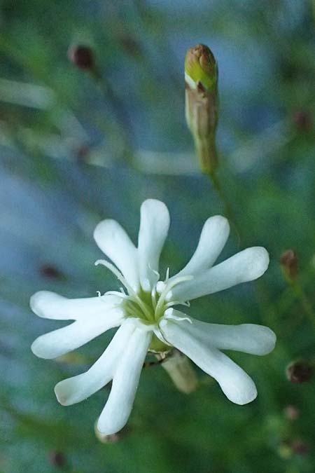 Silene campanula \ Glockiges Leimkraut / Campanulate Catchfly, F Tende 17.5.2026