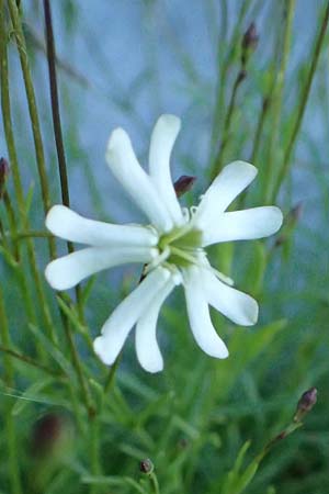 Silene campanula \ Glockiges Leimkraut / Campanulate Catchfly, F Tende 17.5.2026