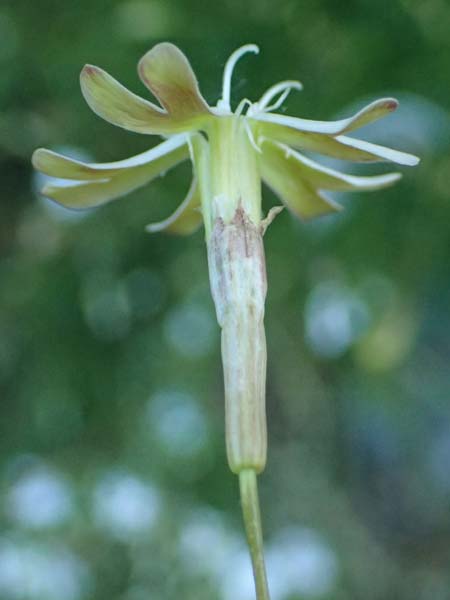 Silene campanula \ Glockiges Leimkraut / Campanulate Catchfly, F Tende 17.5.2026