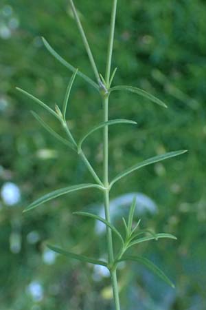 Silene campanula \ Glockiges Leimkraut / Campanulate Catchfly, F Tende 17.5.2026