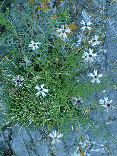 Silene campanula \ Glockiges Leimkraut / Campanulate Catchfly, F Tende 17.5.2026