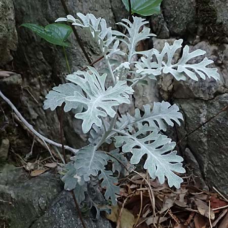 Senecio cineraria \ Aschen-Greiskraut, Silber-Greiskraut / Silver Ragwort, Dusty Miller, F Tende 18.5.2026
