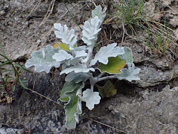 Senecio cineraria \ Aschen-Greiskraut, Silber-Greiskraut / Silver Ragwort, Dusty Miller, F Tende 18.5.2026