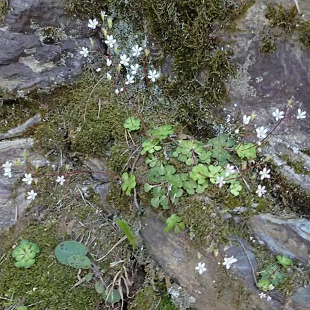 Saxifraga cuneifolia \ Keilbl�ttriger Steinbrech / Lesser London Pride, F Berghe Superieur 18.5.2026