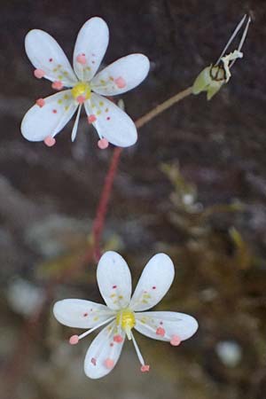 Saxifraga cuneifolia \ Keilbl�ttriger Steinbrech / Lesser London Pride, F Berghe Superieur 18.5.2026