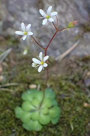 Saxifraga cuneifolia \ Keilbl�ttriger Steinbrech / Lesser London Pride, F Berghe Superieur 18.5.2026