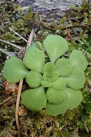 Saxifraga cuneifolia \ Keilbl�ttriger Steinbrech / Lesser London Pride, F Berghe Superieur 18.5.2026
