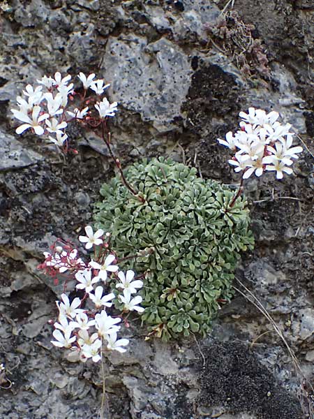 Saxifraga cochlearis \ L&ouml;ffelbl&auml;ttriger Steinbrech / Spoon-Leaved Saxifrage, F Saorge 18.5.2026