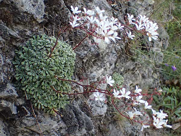 Saxifraga cochlearis \ L&ouml;ffelbl&auml;ttriger Steinbrech / Spoon-Leaved Saxifrage, F Saorge 18.5.2026