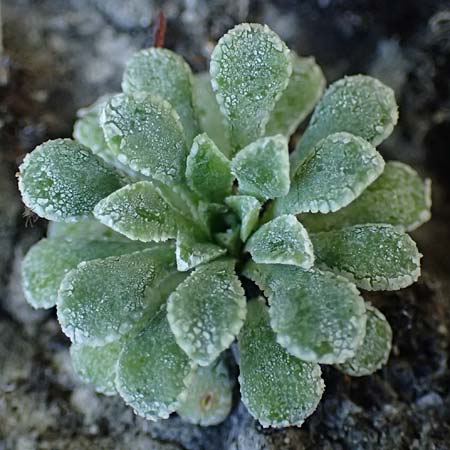 Saxifraga cochlearis \ L&ouml;ffelbl&auml;ttriger Steinbrech / Spoon-Leaved Saxifrage, F Saorge 18.5.2026