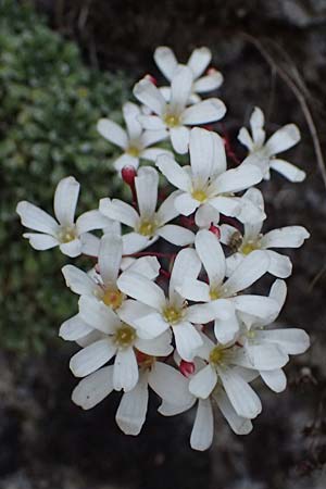 Saxifraga cochlearis \ L&ouml;ffelbl&auml;ttriger Steinbrech / Spoon-Leaved Saxifrage, F Saorge 18.5.2026
