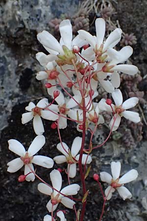 Saxifraga cochlearis \ L&ouml;ffelbl&auml;ttriger Steinbrech / Spoon-Leaved Saxifrage, F Saorge 18.5.2026
