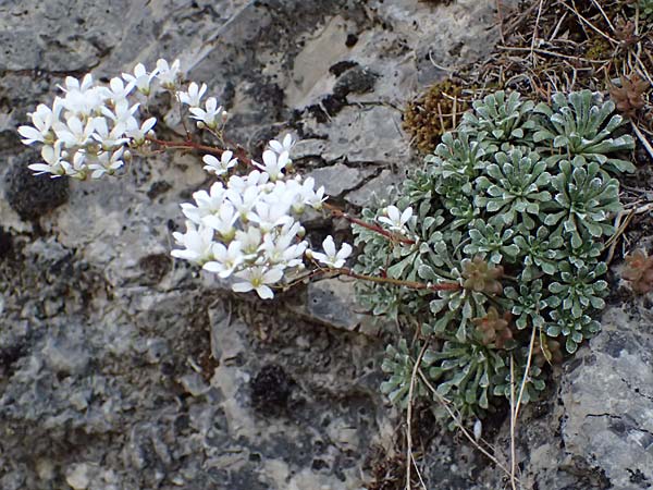 Saxifraga cochlearis \ L&ouml;ffelbl&auml;ttriger Steinbrech / Spoon-Leaved Saxifrage, F Saorge 18.5.2026