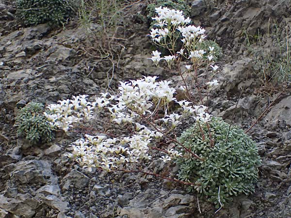 Saxifraga cochlearis \ L&ouml;ffelbl&auml;ttriger Steinbrech / Spoon-Leaved Saxifrage, F Saorge 18.5.2026