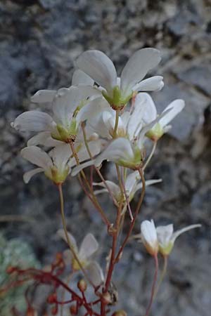 Saxifraga cochlearis \ L&ouml;ffelbl&auml;ttriger Steinbrech / Spoon-Leaved Saxifrage, F Saorge 18.5.2026
