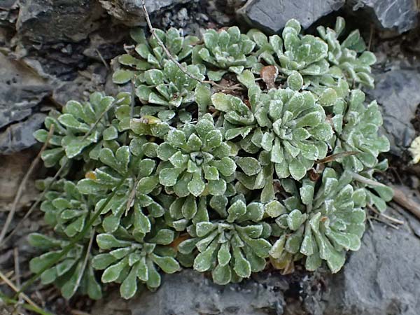 Saxifraga cochlearis \ L&ouml;ffelbl&auml;ttriger Steinbrech / Spoon-Leaved Saxifrage, F Saorge 18.5.2026