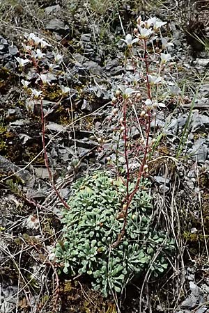 Saxifraga cochlearis \ L&ouml;ffelbl&auml;ttriger Steinbrech / Spoon-Leaved Saxifrage, F Saorge 18.5.2026
