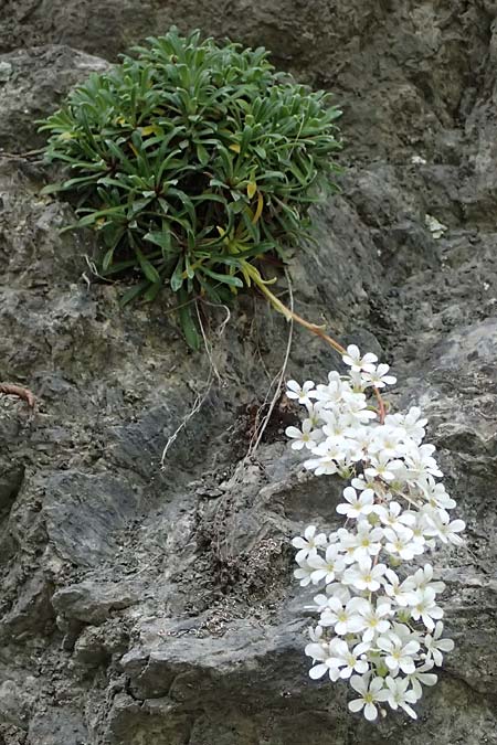 Saxifraga callosa subsp. callosa \ Dickbl&auml;ttriger Steinbrech / Thick-Leaved Saxifrage, F Sospel 18.5.2026