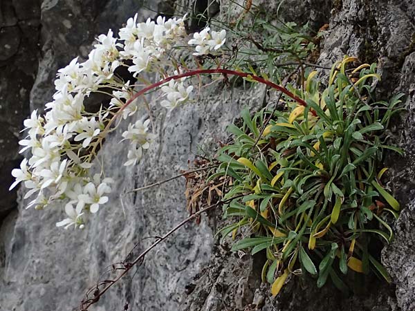 Saxifraga callosa subsp. callosa \ Dickbl&auml;ttriger Steinbrech / Thick-Leaved Saxifrage, F Sospel 18.5.2026