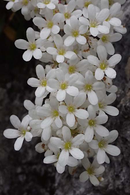 Saxifraga callosa subsp. callosa \ Dickbl&auml;ttriger Steinbrech / Thick-Leaved Saxifrage, F Sospel 18.5.2026