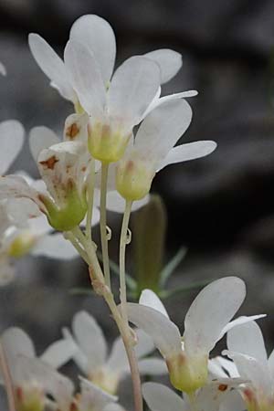 Saxifraga callosa subsp. callosa \ Dickbl&auml;ttriger Steinbrech / Thick-Leaved Saxifrage, F Sospel 18.5.2026