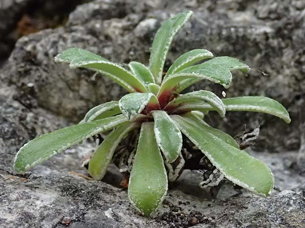 Saxifraga callosa subsp. callosa \ Dickbl&auml;ttriger Steinbrech / Thick-Leaved Saxifrage, F Sospel 18.5.2026