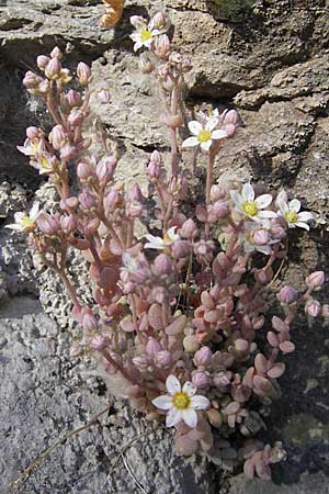 Sedum dasyphyllum \ Dickblttriger Mauerpfeffer / Corsian Stonecrop, F Cirque de Navacelles 30.5.2009