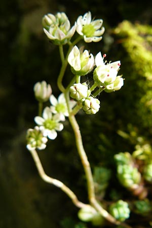 Sedum dasyphyllum \ Dickblttriger Mauerpfeffer / Corsian Stonecrop, F Rimbach-pres-Masevaux 6.8.2008
