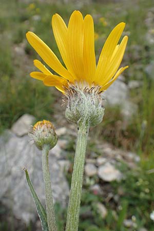 Senecio doronicum subsp. gerardii \ Gerards Greiskraut / Gerard's Ragwort, F Col de la Bonette 8.7.2016