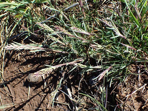 Sclerochloa dura \ Gewhnliches Hartgras / Common Hardgrass, Fairground Grass, F Caussols 2.5.2023