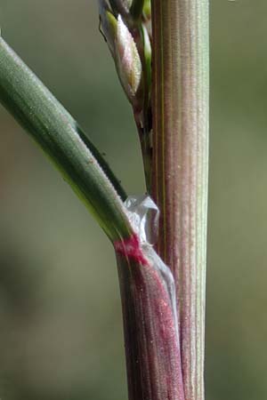 Sclerochloa dura \ Gewhnliches Hartgras / Common Hardgrass, Fairground Grass, F Caussols 2.5.2023
