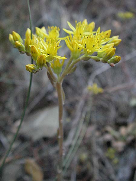 Sedum forsterianum \ Zierliche Felsen-Fetthenne / Rock Stonecrop, Welsh Stonecrop, F Valleraugue 8.6.2006