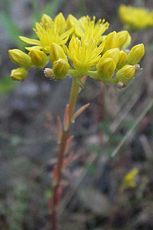 Sedum forsterianum \ Zierliche Felsen-Fetthenne / Rock Stonecrop, Welsh Stonecrop, F Valleraugue 8.6.2006