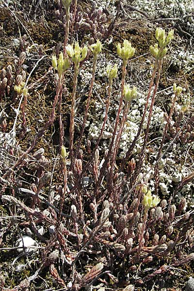 Sedum ochroleucum \ Blagelber Mauerpfeffer / European Stonecrop, F Orgon 9.6.2006