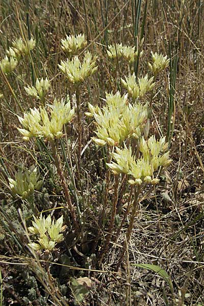 Sedum ochroleucum \ Blagelber Mauerpfeffer / European Stonecrop, F Rochefort-en-Valdaine 10.6.2006