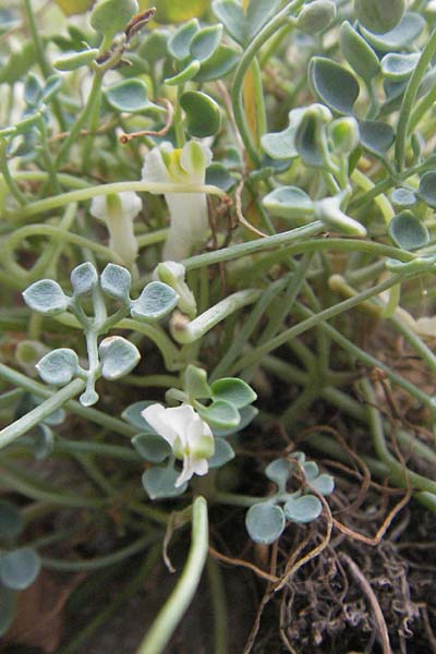 Sarcocapnos enneaphylla \ Neunbl&auml;ttriger Dicksporn / Nine-Leaved Sarcocapnos, F Pyren&auml;en/Pyrenees, Villefranche de Conflent 8.8.2006
