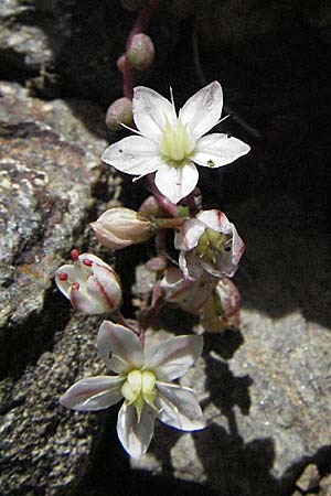 Sedum brevifolium \ Kurzbl&auml;ttriger Mauerpfeffer / Short-Leaved Stonecrop, F Pyren&auml;en/Pyrenees, Eyne 9.8.2006