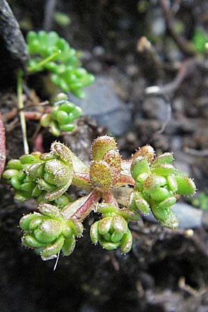 Sedum villosum \ Moor-Mauerpfeffer / Hairy Stonecrop, F Pyrenäen/Pyrenees, Eyne 9.8.2006