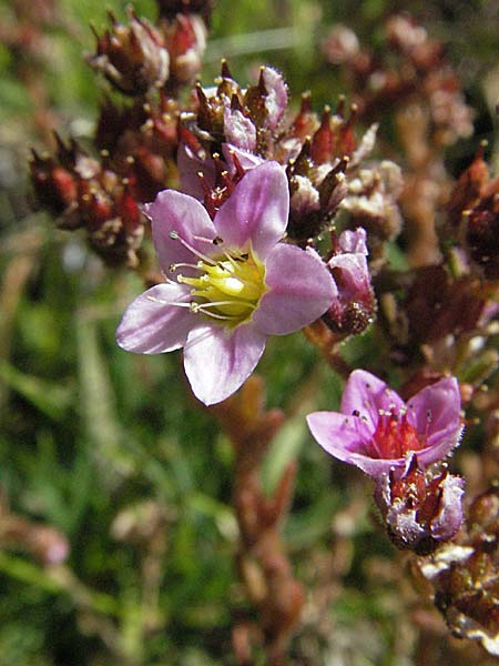Sedum villosum \ Moor-Mauerpfeffer / Hairy Stonecrop, F Pyrenäen/Pyrenees, Eyne 9.8.2006